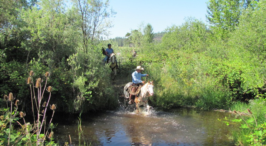 horse-training-medford
