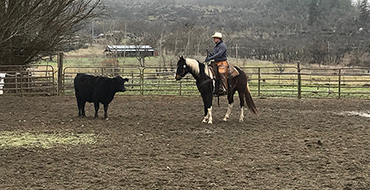 Horse Treaining-Cow and Ranch Work