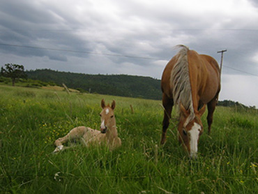 Pasture Boarding